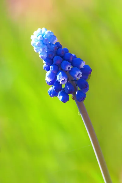 Синий цветок на зеленом — стоковое фото