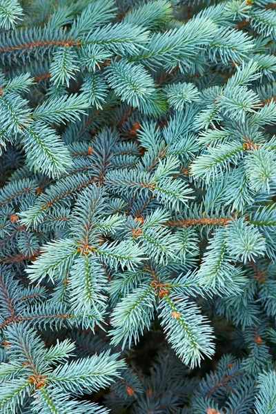 Mavi ağaç — Stok fotoğraf