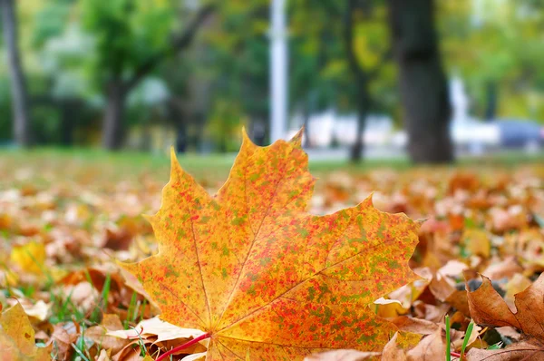 Опале листя — стокове фото