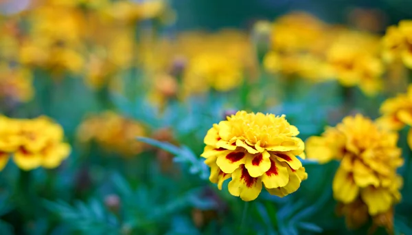 Turuncu çiçekler — Stok fotoğraf