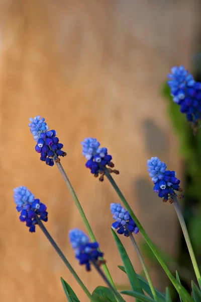 Гиацинтовые цветы крупным планом — стоковое фото
