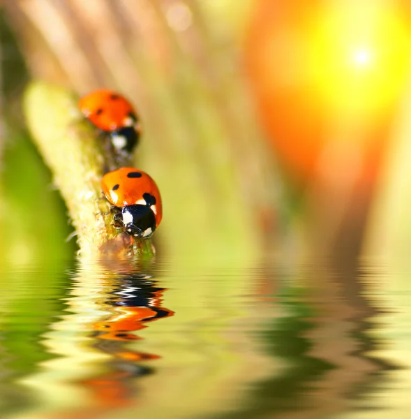 Pequenos ledybugs perto da água — Fotografia de Stock
