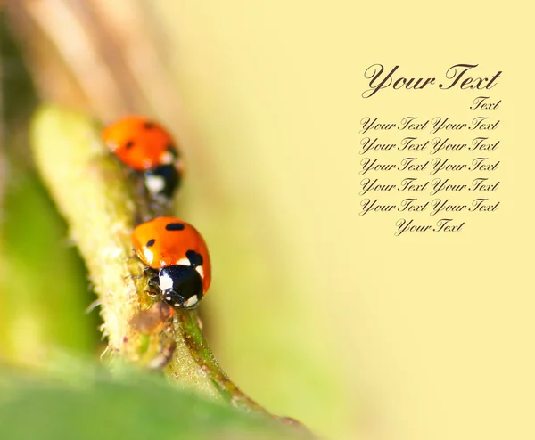 Little ledybugs with text — Stock Photo, Image