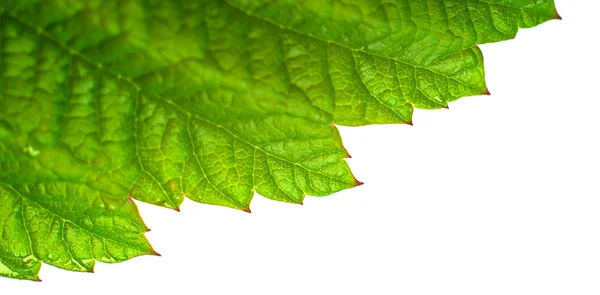 植物のクローズ アップの葉 — ストック写真