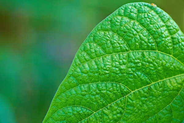 Leaf of plant closeup — Stock Photo, Image
