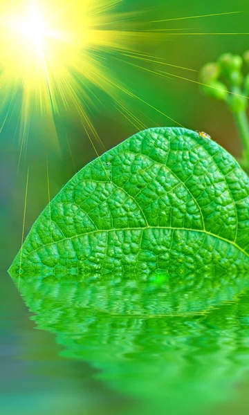 Leaf and water background — Stock Photo, Image