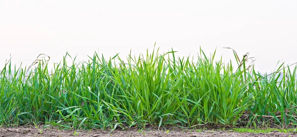 Зелена трава влітку — стокове фото