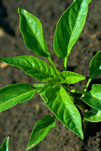 Зеленые листья перца — стоковое фото