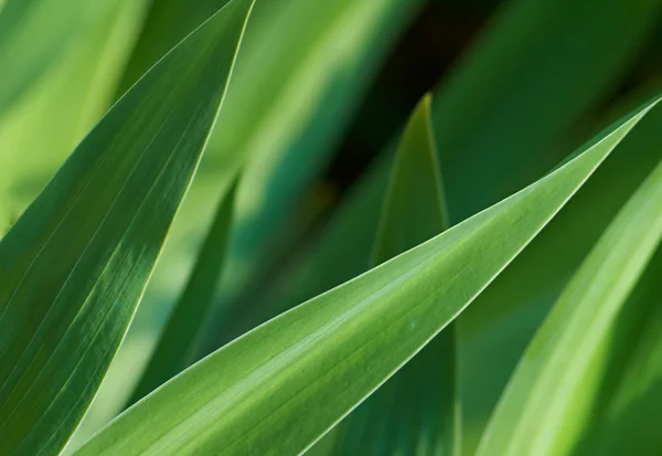 Zielone liście roślin — Zdjęcie stockowe