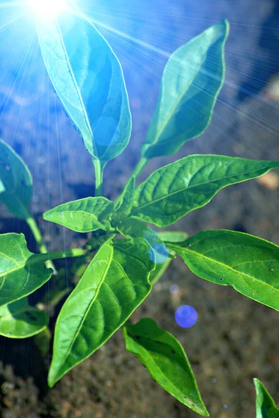 Green leaves of pepper in sunny day — Stock Photo, Image