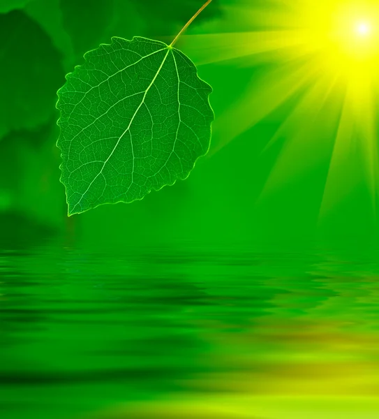 Leaf over water — Stock Photo, Image