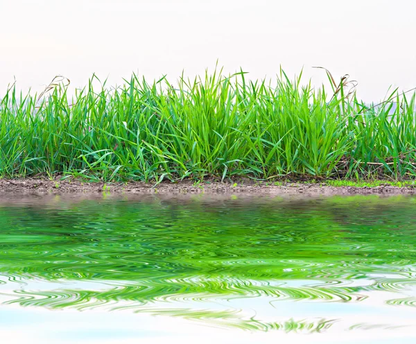 Green grass near the lake — Stock Photo, Image