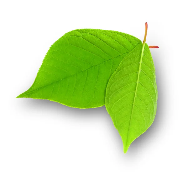그림자와 함께 흰색 잎 — 스톡 사진