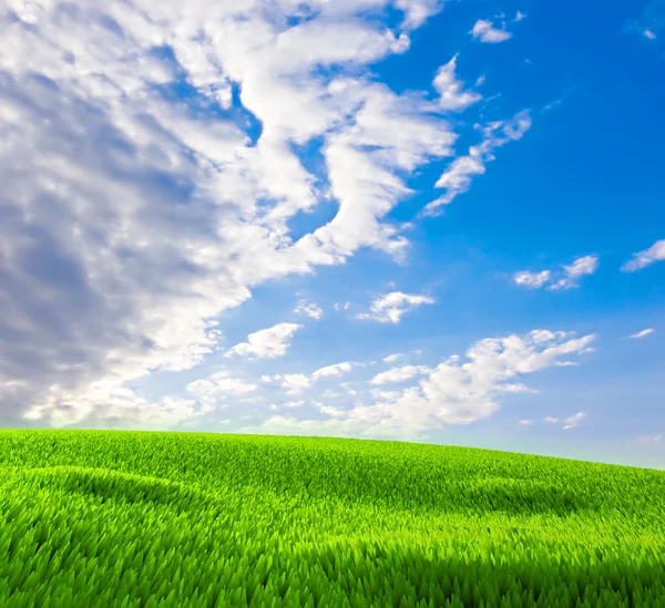 Gras tegen de blauwe hemel — Stockfoto