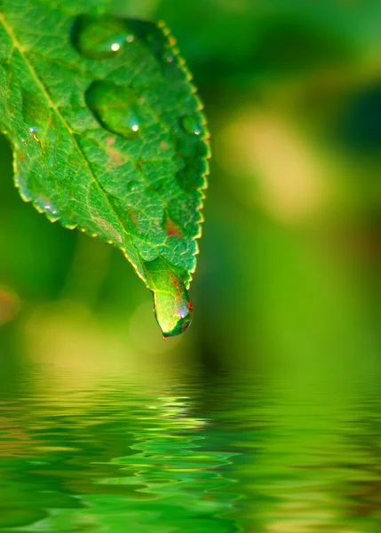 Folhas com orvalho na água — Fotografia de Stock