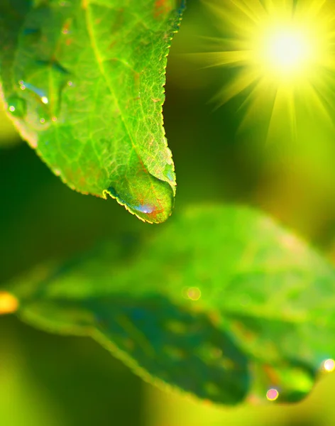 Leaves of tree with dew — Stock Photo, Image