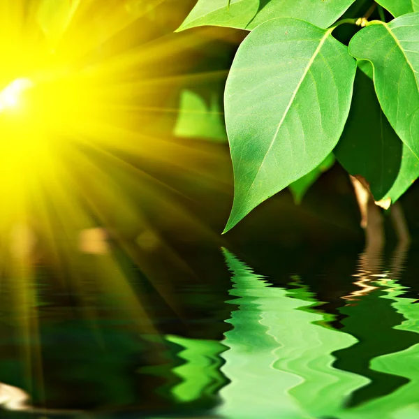 Зеленый лист над водой — стоковое фото