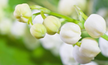 Lily of the valley clipart