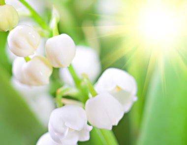 Beautiful lily of the valley clipart