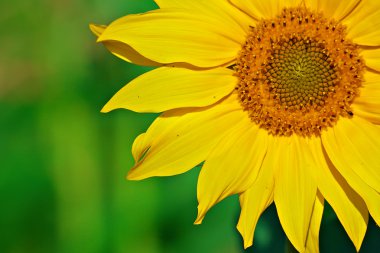 Yellow sunflower closeup clipart