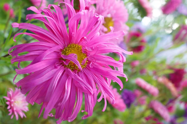 Roze zomerbloemen — Stockfoto