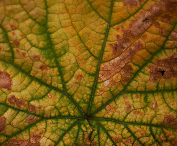 stock image Yellow elm leaf