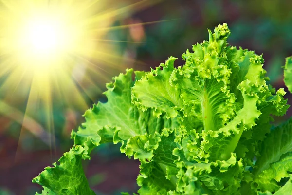 Salade verlaat close-up — Stockfoto