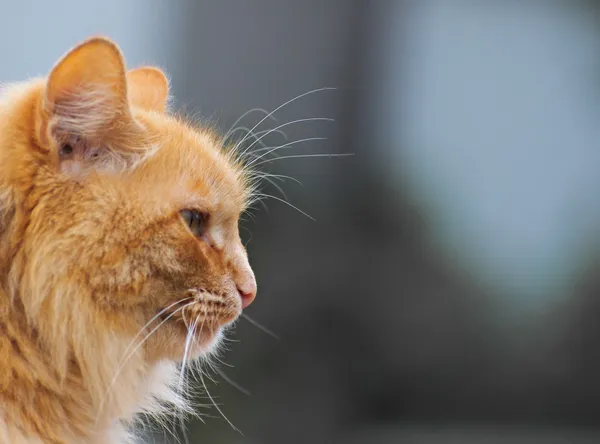uzun bıyık ile kırmızı kedi