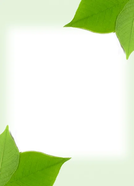 Tema verde — Fotografia de Stock