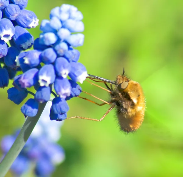 작은 비행이 먹는다 nectars — 스톡 사진