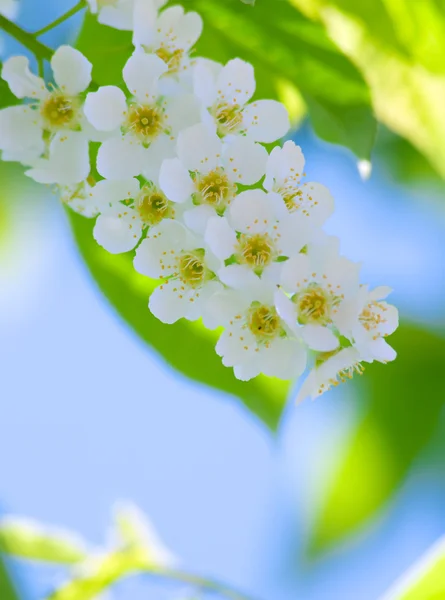 Virágzó cseresznye — Stock Fotó