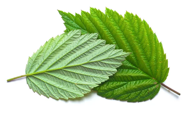 Raspberry leaf — Stock Photo, Image