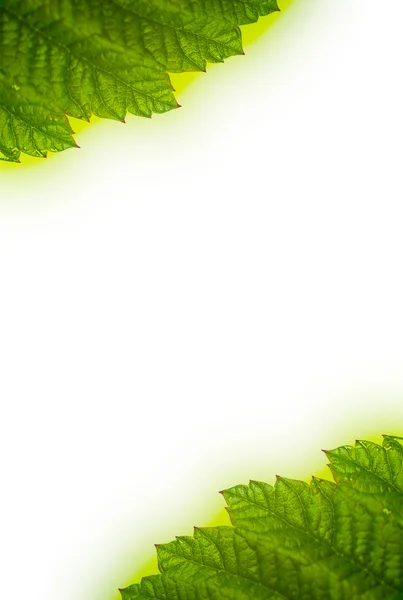 Yeşil yaprak çerçeve — Stok fotoğraf