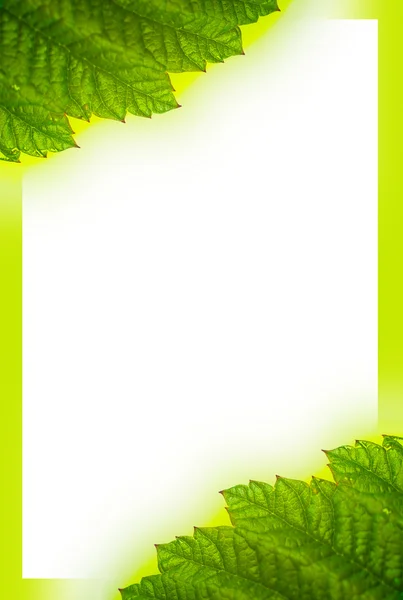 Leaves framework — Stock Photo, Image