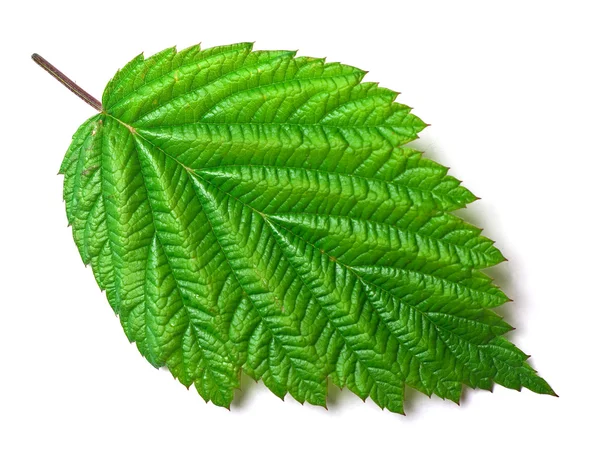 Raspberry leaf on white — Stock Photo, Image