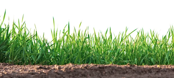 粘土で育つ草 — ストック写真