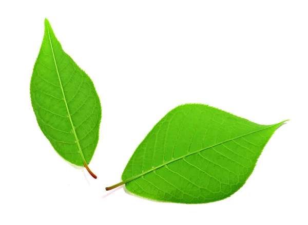 Зеленые листья на белых — стоковое фото