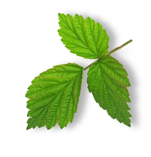 Raspberry leaves — Stock Photo, Image