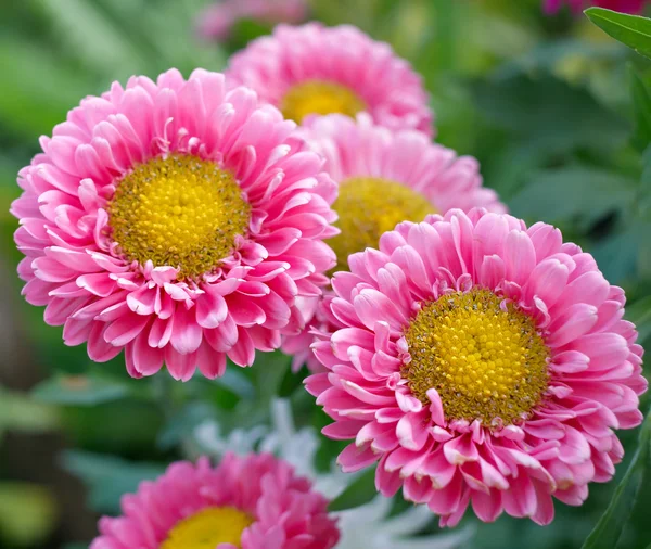 Pink asters — Stock Photo, Image
