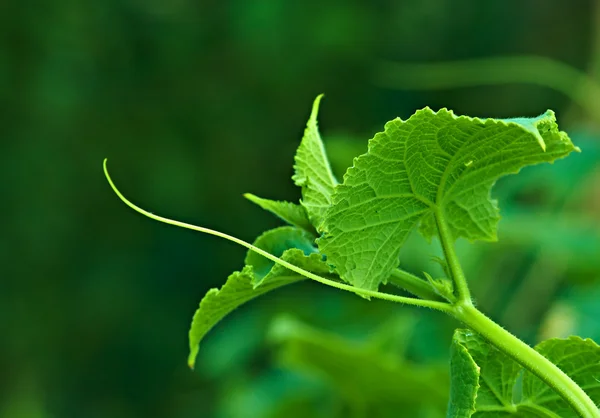 Стовбур огіркових рослин — стокове фото