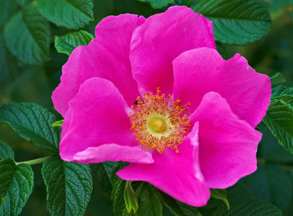 Bunga mawar liar — Stok Foto