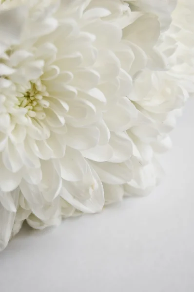 stock image White chrysanthemum