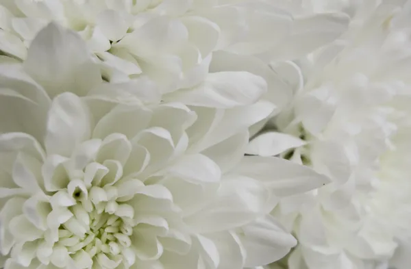 Белый хризантем крупным планом — стоковое фото