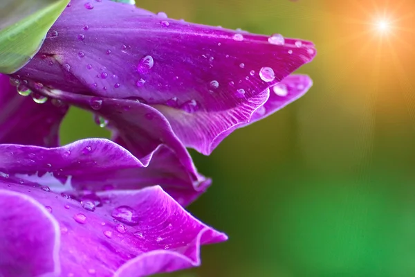Мокрые цветы фиолетового гладиолуса — стоковое фото