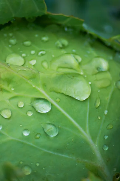Вода на листі капусти — стокове фото