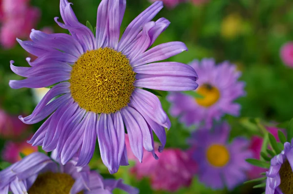 보라색과 꽃 — 스톡 사진