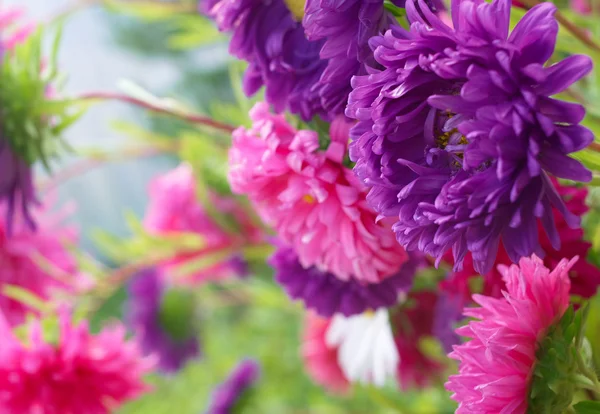 Violet en rode bloemen — Stockfoto