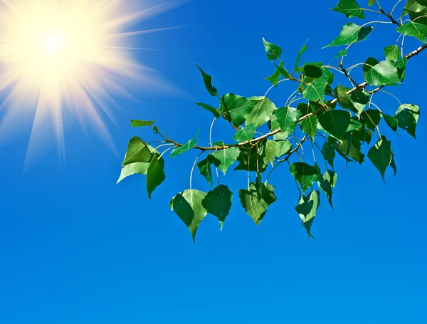 Branche d'arbre sur un fond de ciel bleu — Photo