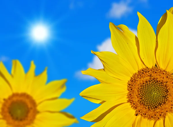 Zonnebloemen tegen de blauwe lucht — Stockfoto