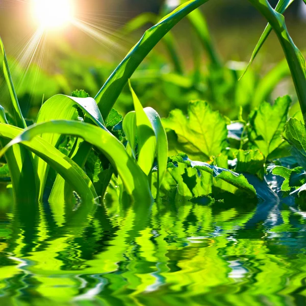 Letní krásu přírody a vody — Stock fotografie